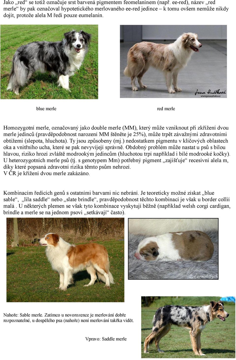 blue merle red merle Homozygotní merle, označovaný jako double merle (MM), který může vzniknout při zkřížení dvou merle jedinců (pravděpodobnost narození MM štěněte je 25%), může trpět závažnými