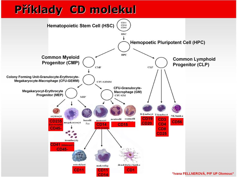 Megakaryocyte-Macrophage (CFU-GEMM) Megakaryocyt-Erythrocyte Progenitor (MEP) CFU-Granulocyte- Macrophage