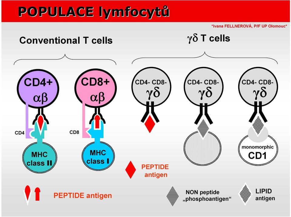 class II MHC class I PEPTIDE antigen monomorphic CD1