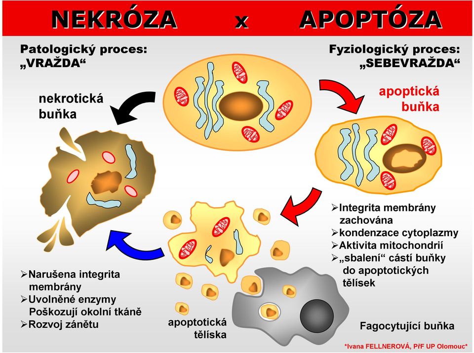 okolní tkáně Rozvoj zánětu apoptotická tělíska Integrita membrány zachována kondenzace