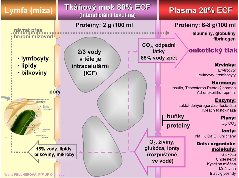 Hormony: póry Insulin, Testosteron Růstový hormon Adrenokortikotropní h.