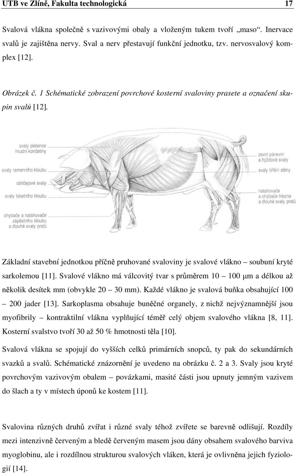 Základní stavební jednotkou příčně pruhované svaloviny je svalové vlákno soubuní kryté sarkolemou [11].