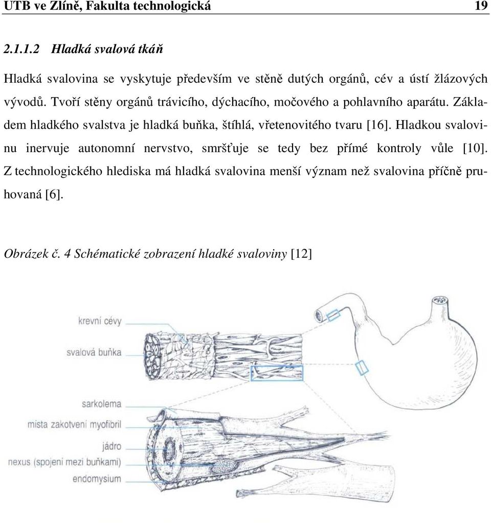 Tvoří stěny orgánů trávicího, dýchacího, močového a pohlavního aparátu.