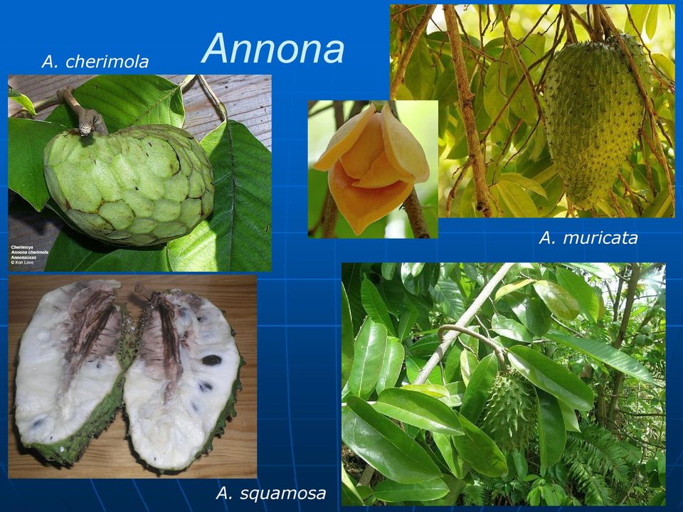 Annona 