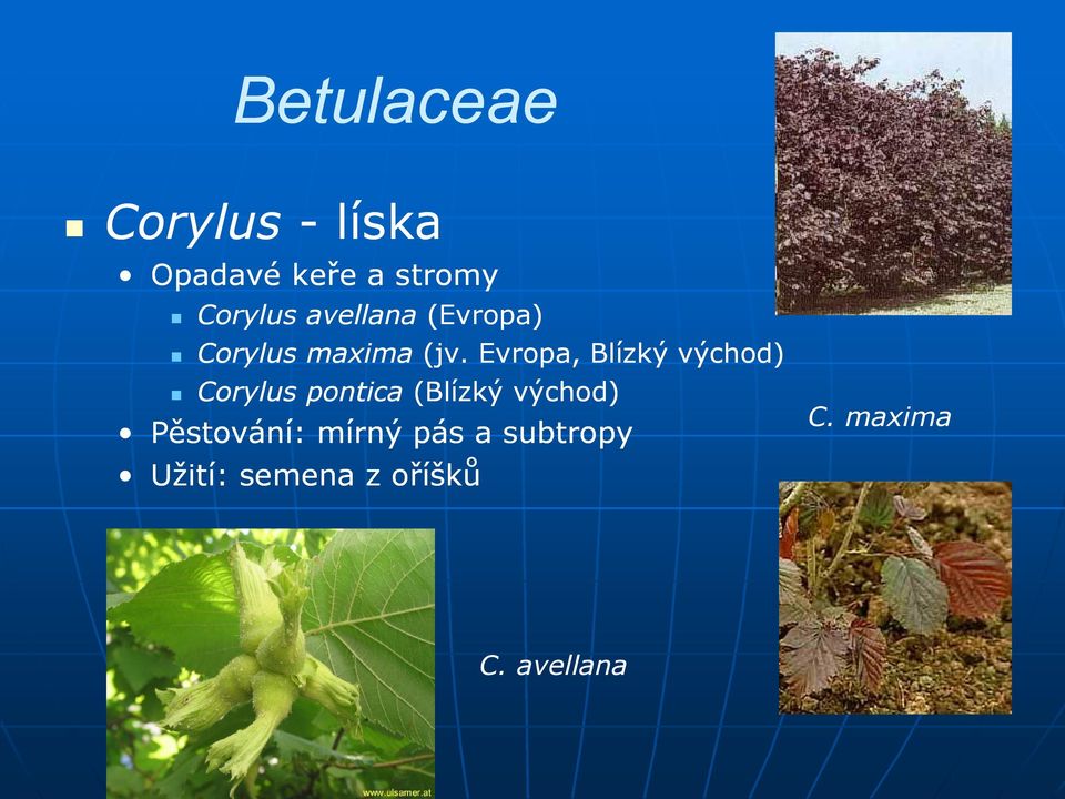 Evropa, Blízký východ) Corylus pontica (Blízký východ)