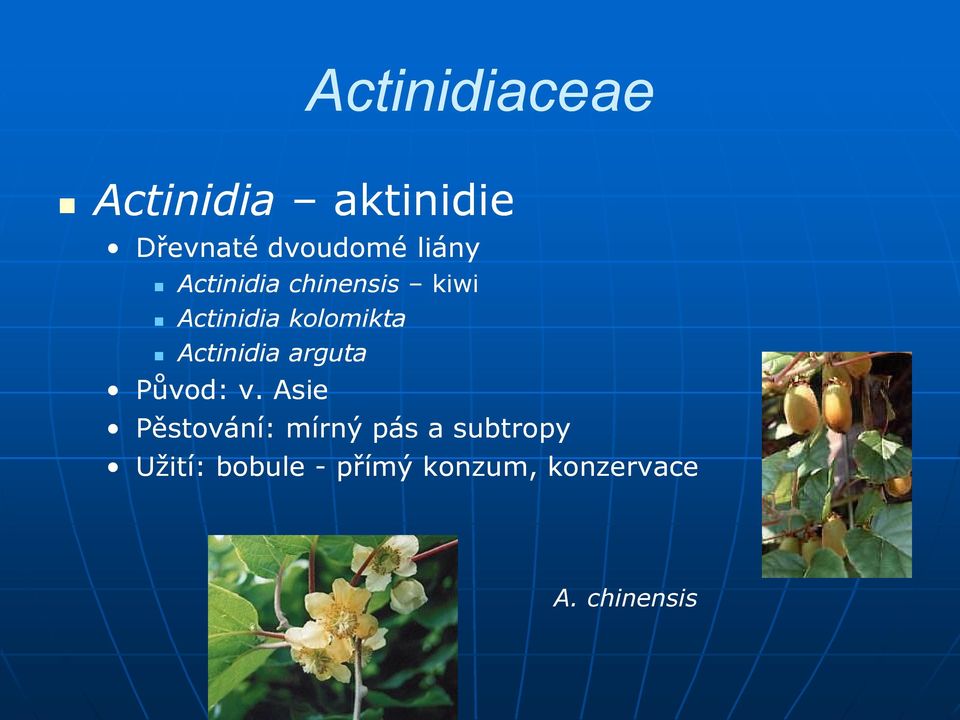 Actinidia arguta Původ: v.