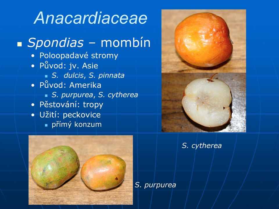 pinnata Původ: Amerika S. purpurea, S.