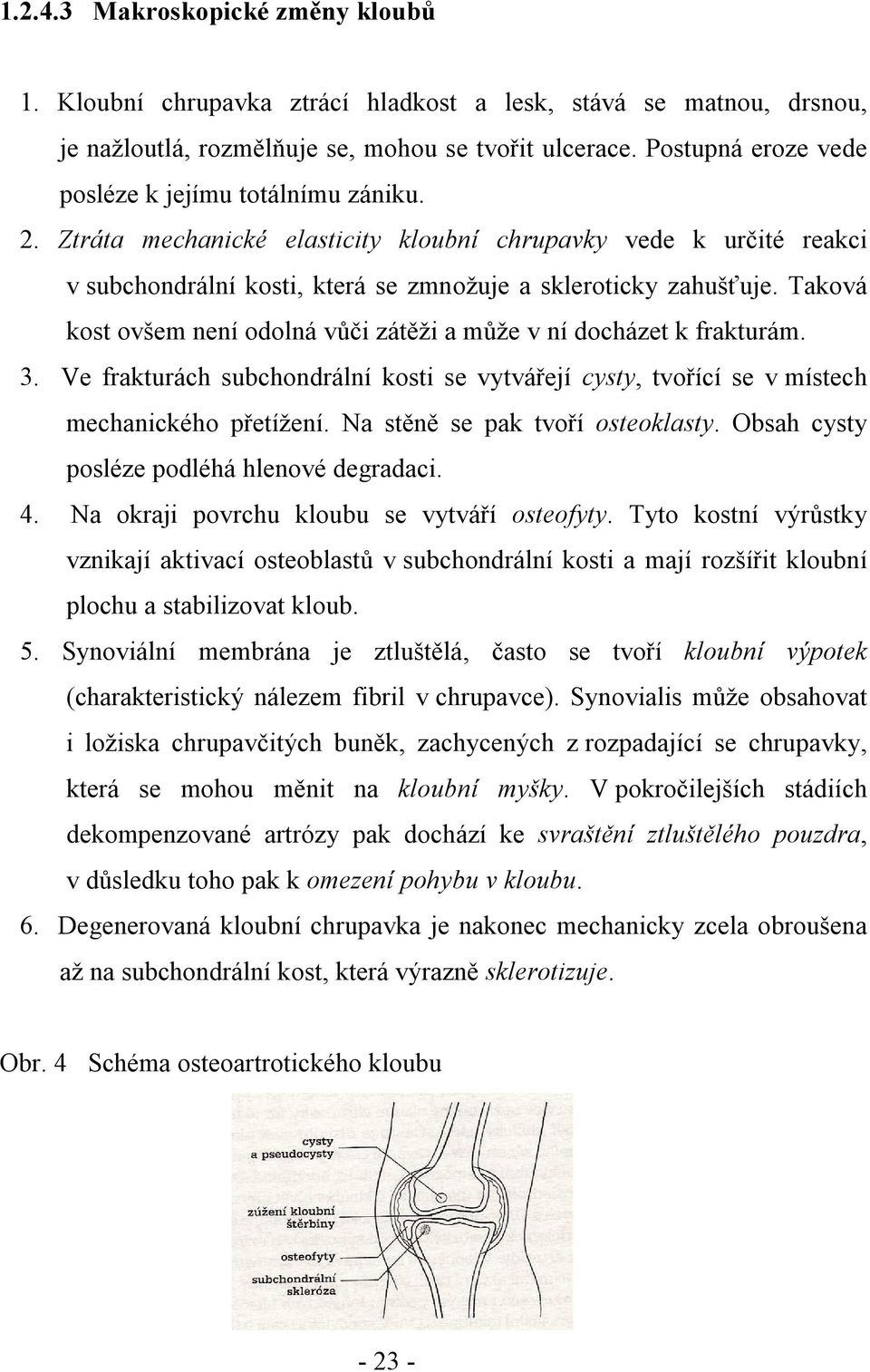 Taková kost ovšem není odolná vůči zátěži a může v ní docházet k frakturám. 3. Ve frakturách subchondrální kosti se vytvářejí cysty, tvořící se v místech mechanického přetížení.