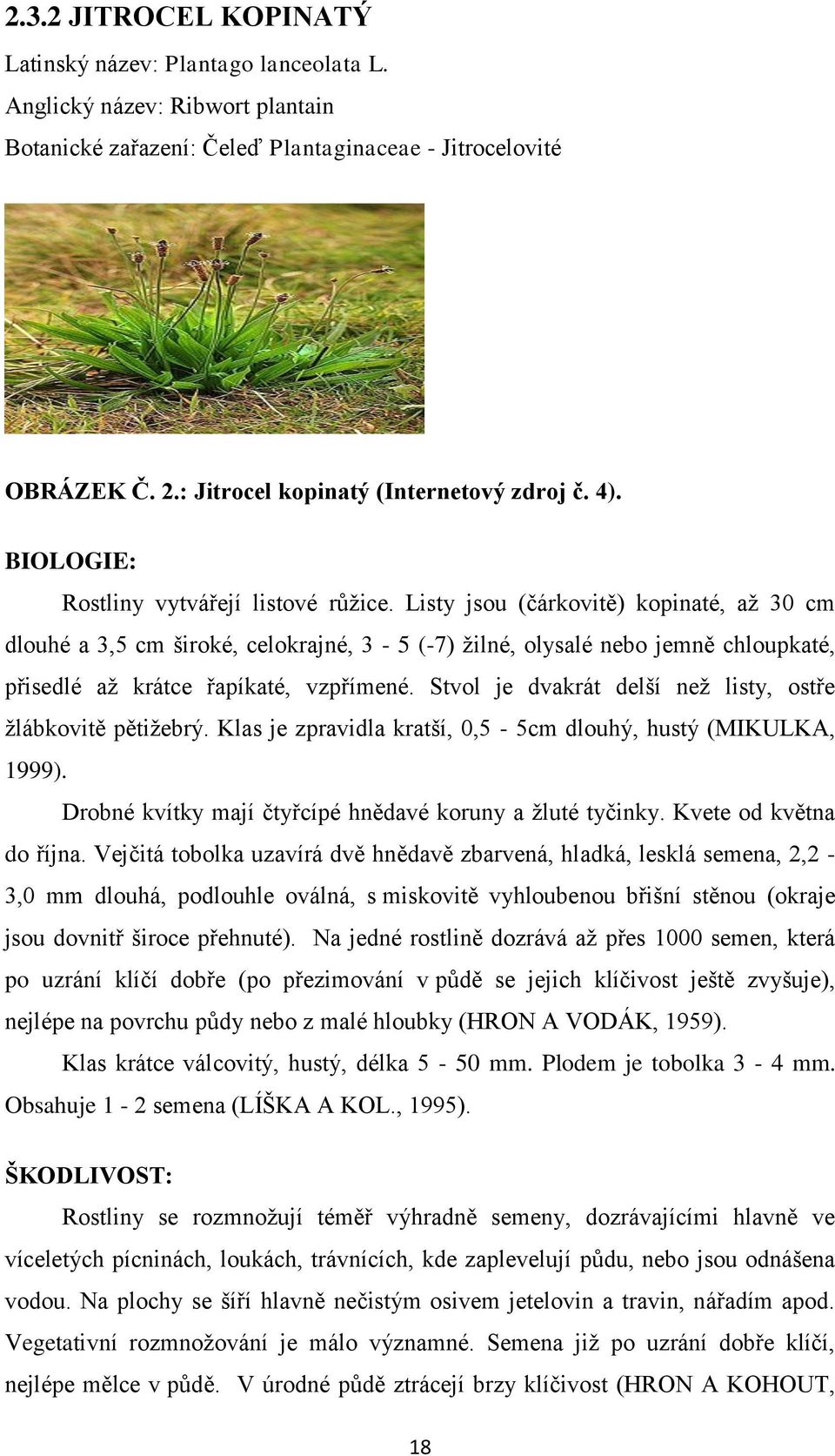 Listy jsou (čárkovitě) kopinaté, až 30 cm dlouhé a 3,5 cm široké, celokrajné, 3-5 (-7) žilné, olysalé nebo jemně chloupkaté, přisedlé až krátce řapíkaté, vzpřímené.