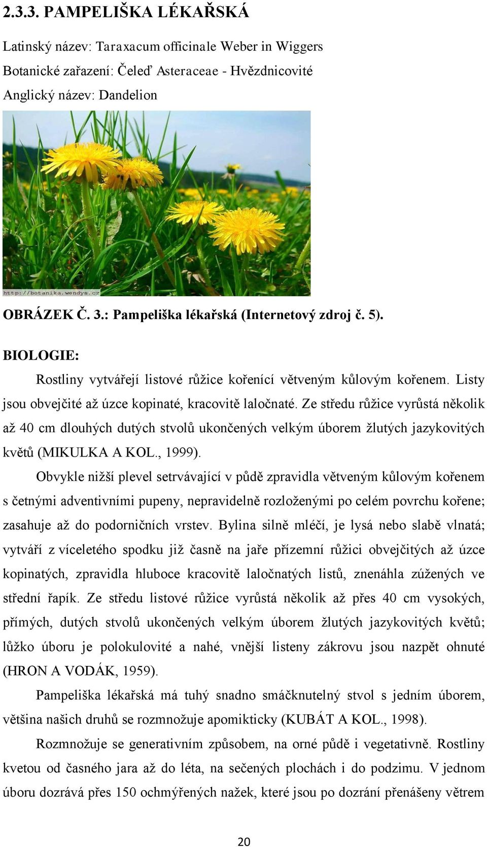 Ze středu růžice vyrůstá několik až 40 cm dlouhých dutých stvolů ukončených velkým úborem žlutých jazykovitých květů (MIKULKA A KOL., 1999).