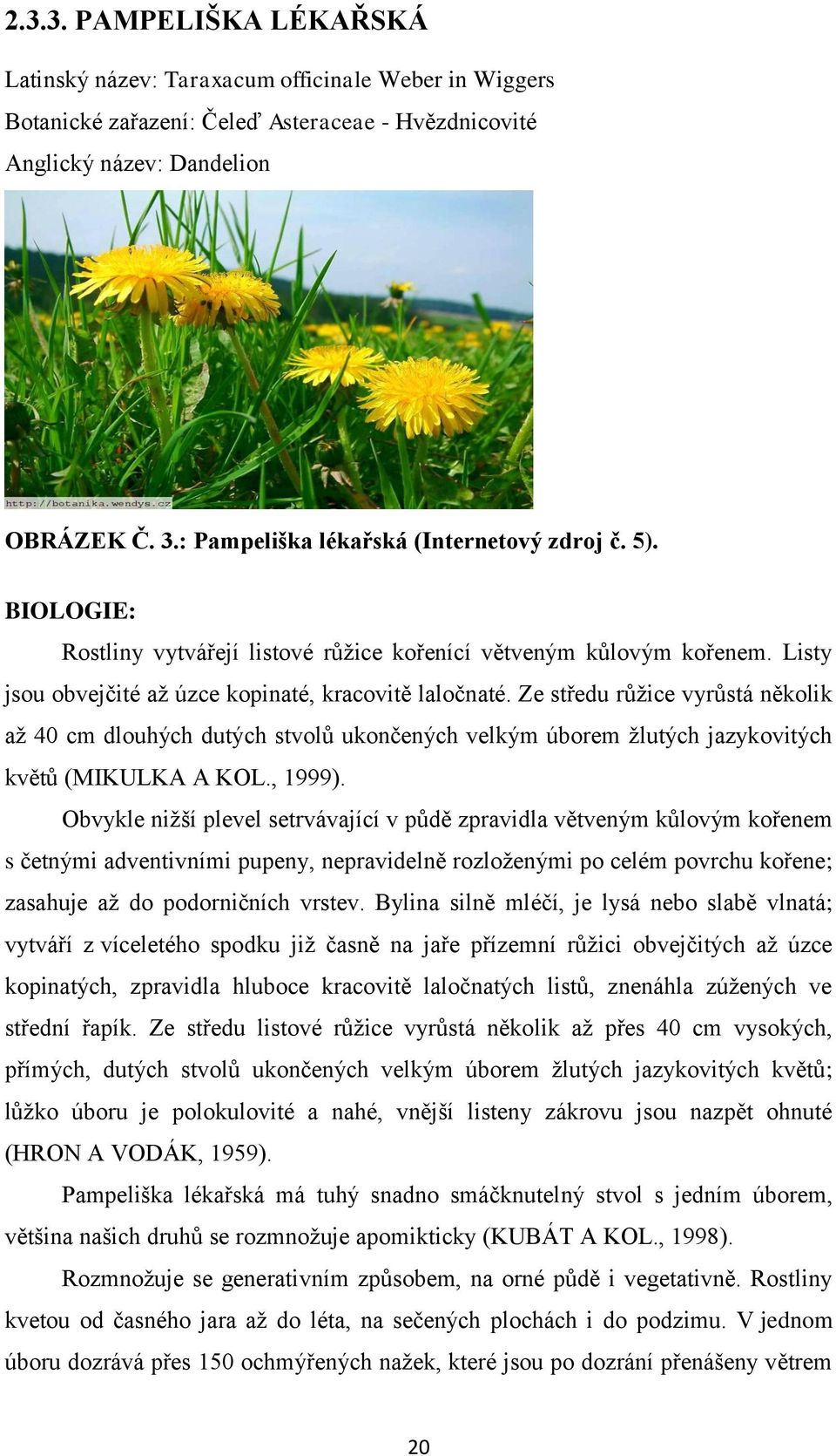 Ze středu růžice vyrůstá několik až 40 cm dlouhých dutých stvolů ukončených velkým úborem žlutých jazykovitých květů (MIKULKA A KOL., 1999).