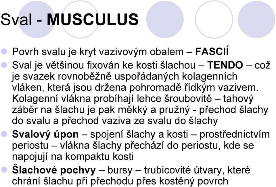 Kolagenní vlákna probíhají lehce šroubovitě tahový záběr na šlachu je pak měkký a pružný - přechod šlachy do svalu a přechod vaziva ze svalu do