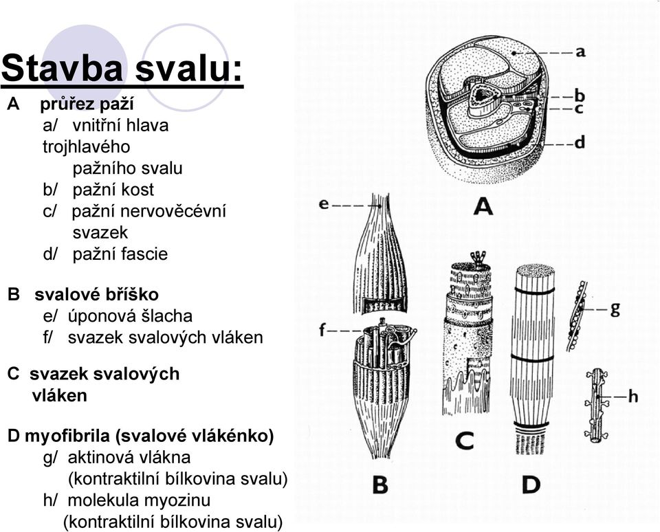 svalových vláken C svazek svalových vláken D myofibrila (svalové vlákénko) g/ aktinová