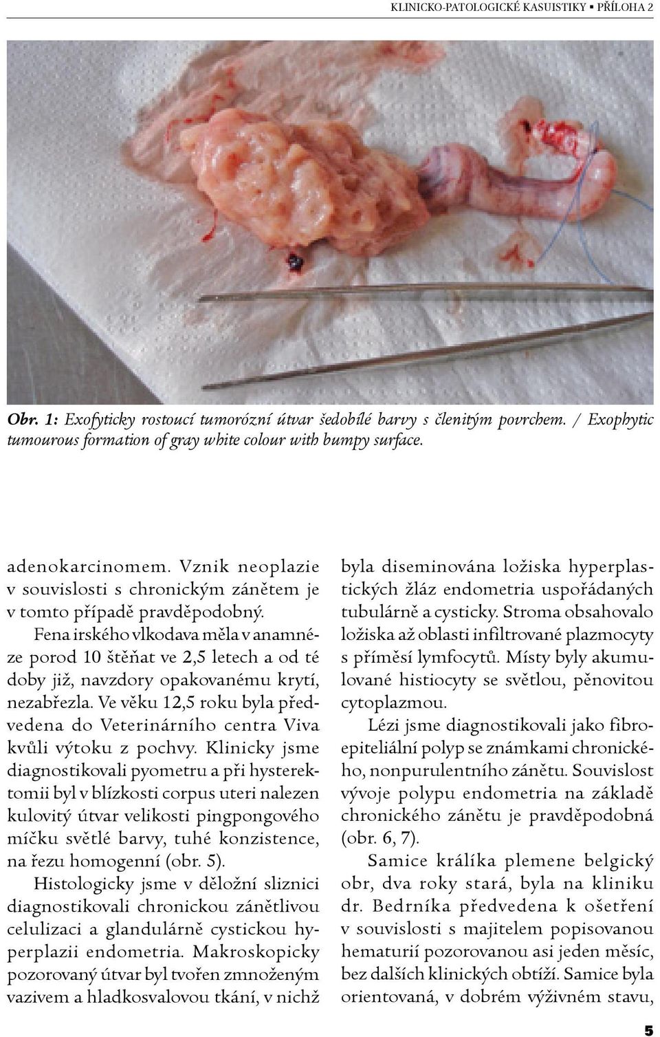Fena irského vlkodava měla v anamnéze porod 10 štěňat ve 2,5 letech a od té doby již, navzdory opakovanému krytí, nezabřezla.