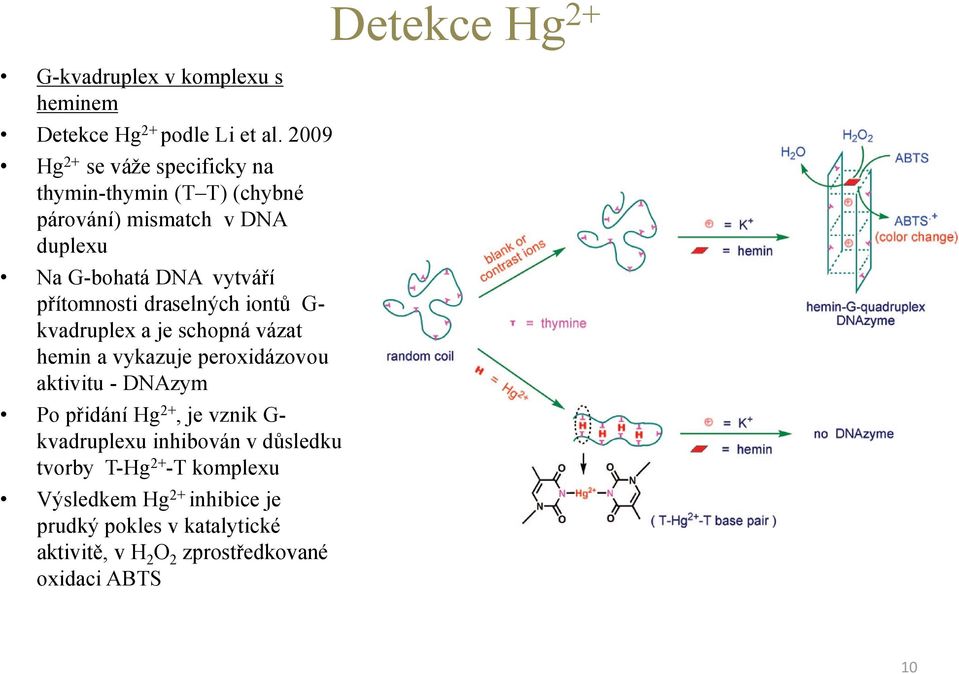 přítomnosti draselných iontů G- kvadruplex a je schopná vázat hemin a vykazuje peroxidázovou aktivitu - DNAzym Po přidání Hg