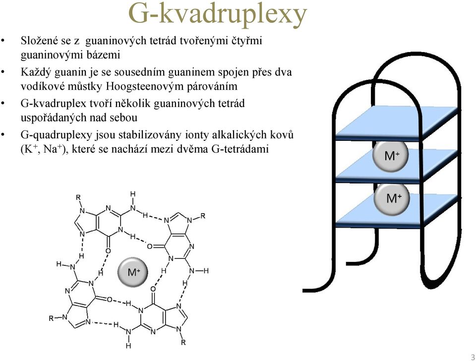 G-kvadruplex tvoří několik guaninových tetrád uspořádaných nad sebou G-quadruplexy jsou