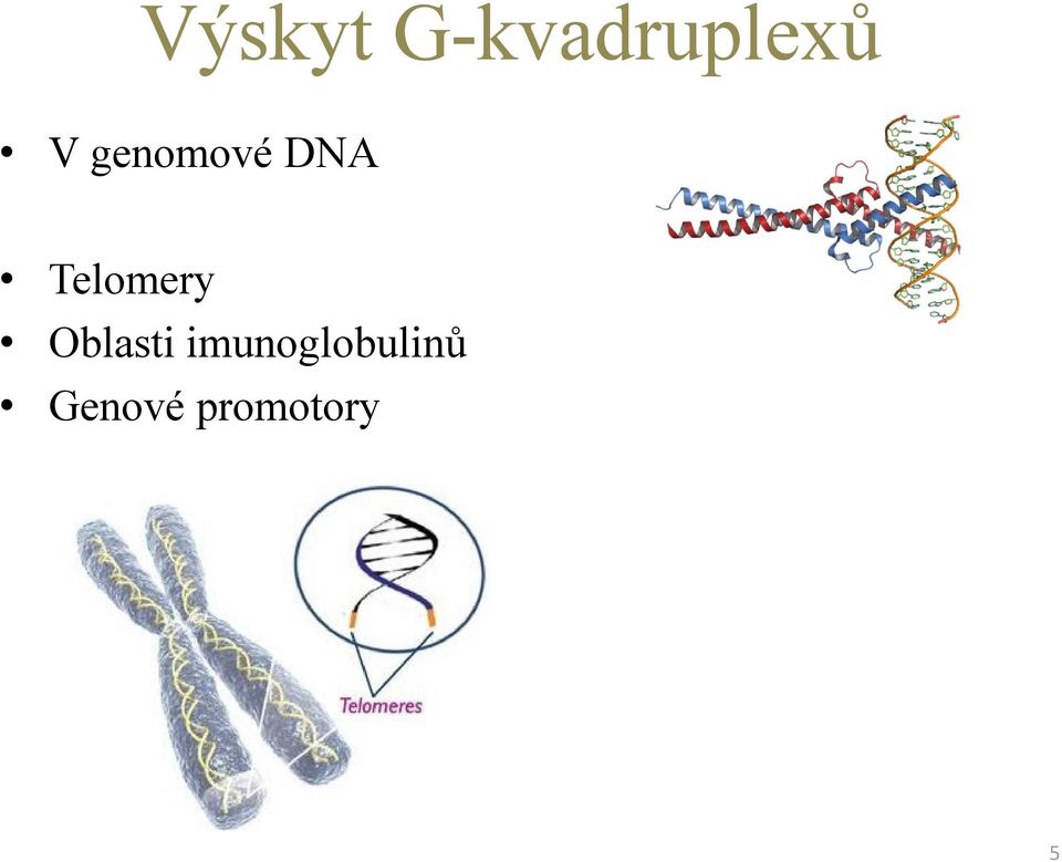 Telomery Oblasti