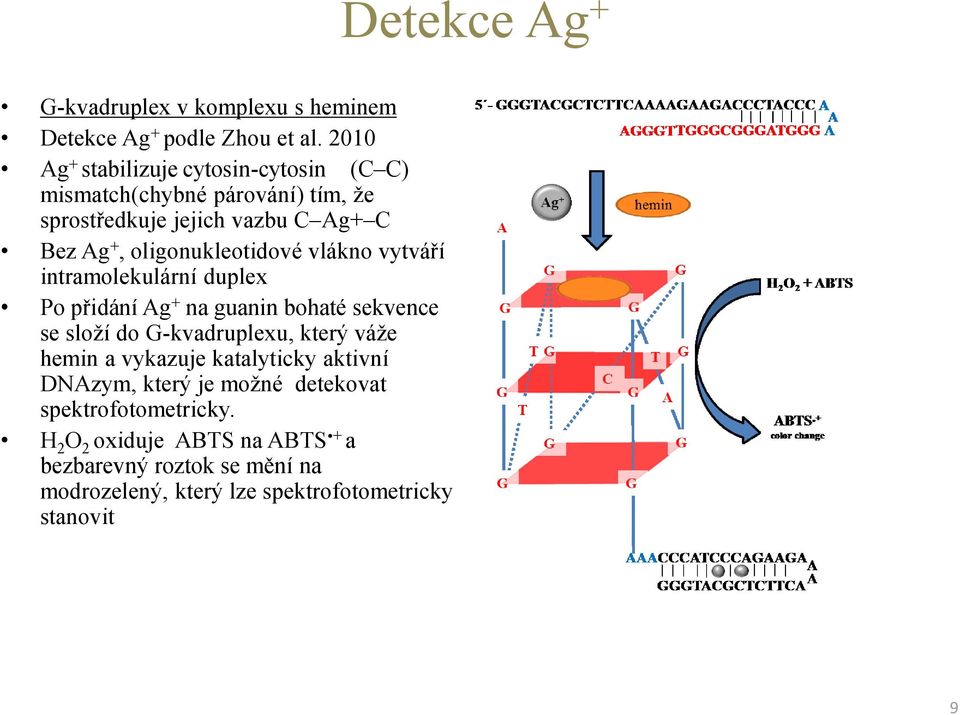 oligonukleotidové vlákno vytváří intramolekulární duplex Po přidání Ag + na guanin bohaté sekvence se složí do G-kvadruplexu, který