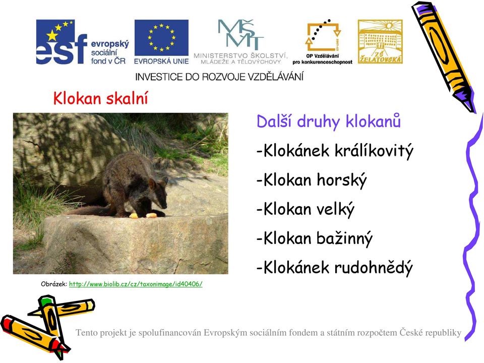 klokanů -Klokánek králíkovitý -Klokan