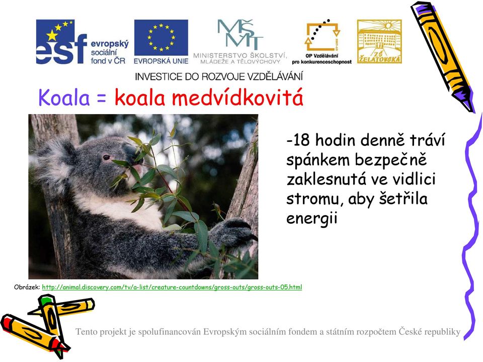 šetřila energii Obrázek: http://animal.discovery.