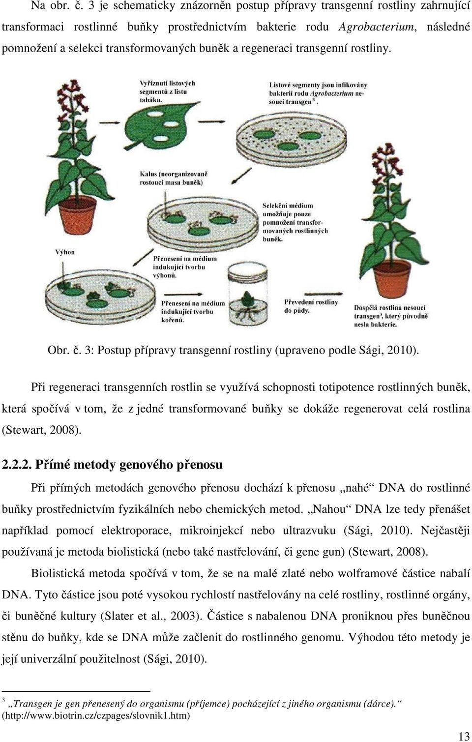 a regeneraci transgenní rostliny. Obr. č. 3: Postup přípravy transgenní rostliny (upraveno podle Sági, 2010).