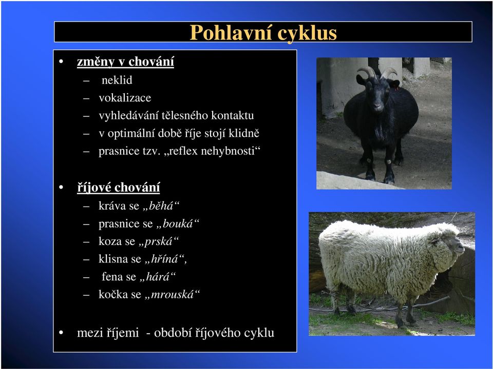 reflex nehybnosti Pohlavní cyklus íjové chování kráva se bhá prasnice