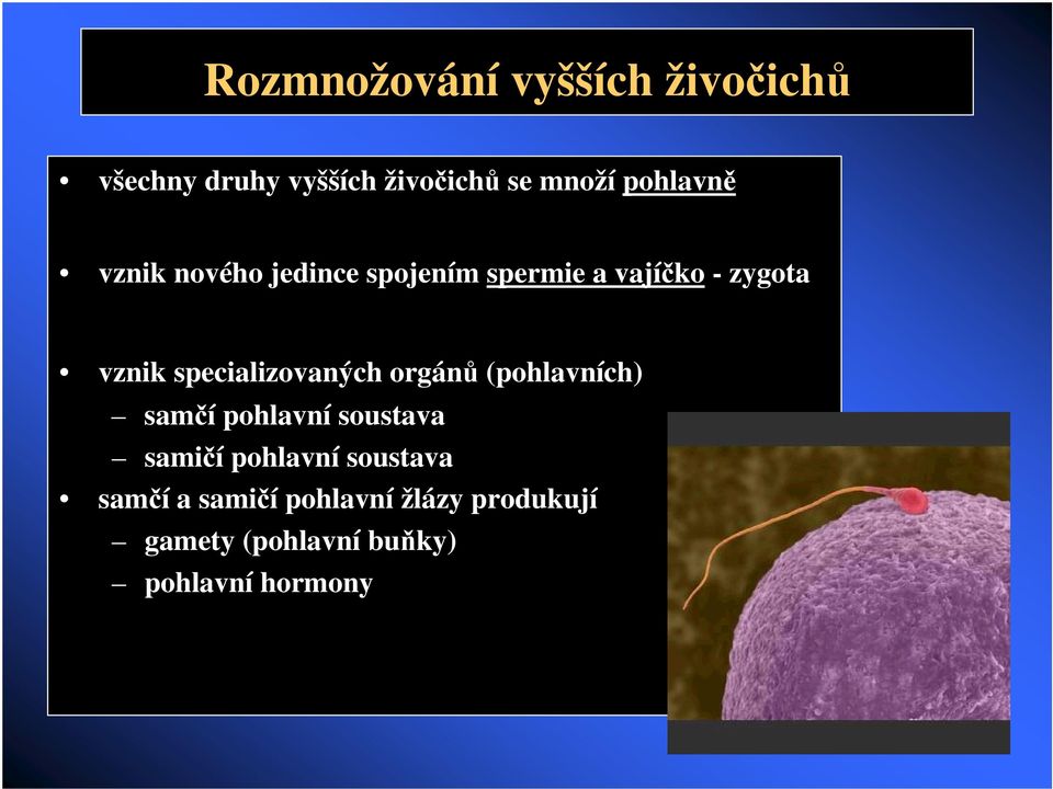 specializovaných orgán (pohlavních) samí pohlavní soustava samií pohlavní