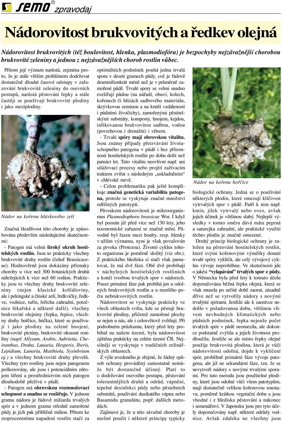 Přitom její význam narůstá, zejména proto, že je stále větším problémem dodržovat dostatečně dlouhé časové odstupy v zařazování brukvovité zeleniny do osevních postupů, narůstá pěstování řepky a