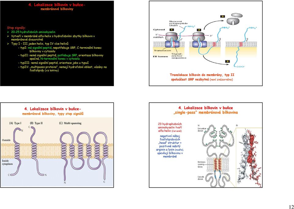 nemá signální peptid, orientace jako u typui - typiv: multipasss proteins, nemají hydrofobní oblast, vázány na fosfolipidy (viz lektiny) Translokace bílkovin do membrány, typ II spoluúčast SRP