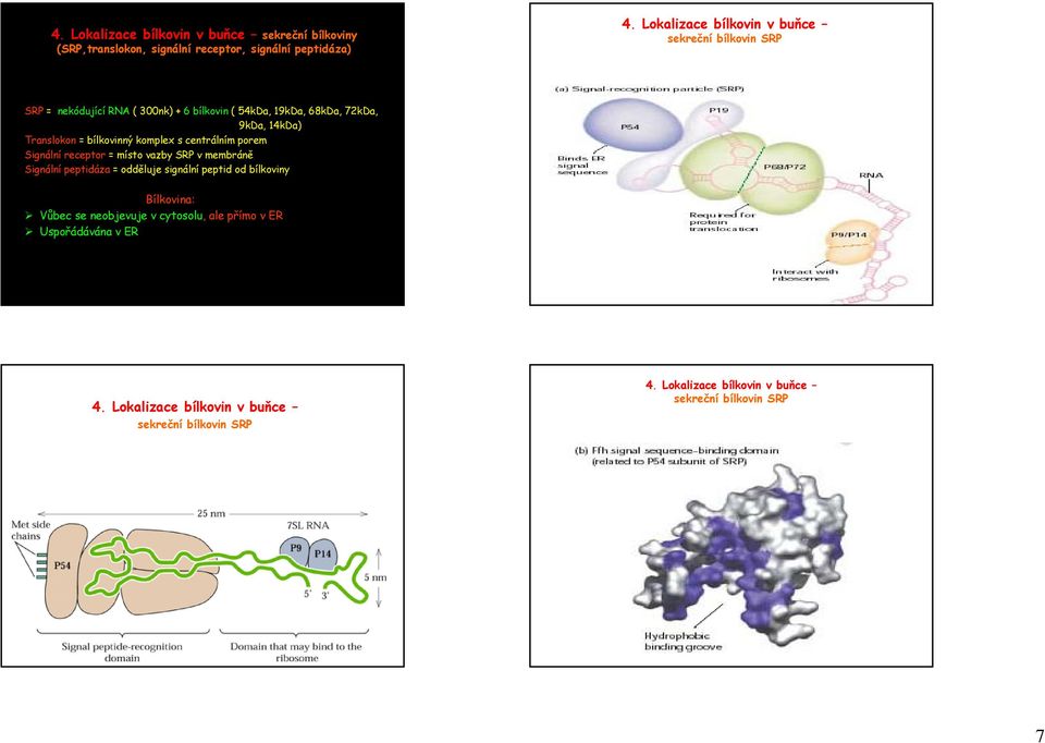 porem Signální receptor = místo vazby SRP v membráně Signální peptidáza = odděluje signální peptid od bílkoviny