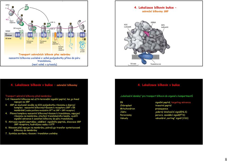 SRP se současně naváže na 60S podjednotku ribosomu a dopraví komplex: nascentní bílkovina/ribosom k receptoru SRP v ER membráně (vazba posílena navázáním GPT na SRP + SRP-receptor) 4.
