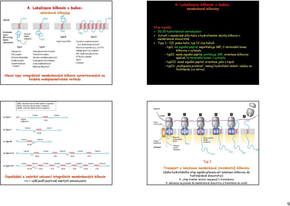 cytosolu - typiii: nemá signální peptid, orientace jako u typui - typiv: multipasss proteins, nemají hydrofobní oblast, vázány na fosfolipidy (viz lektiny) Hlavní typy integrálních membránových