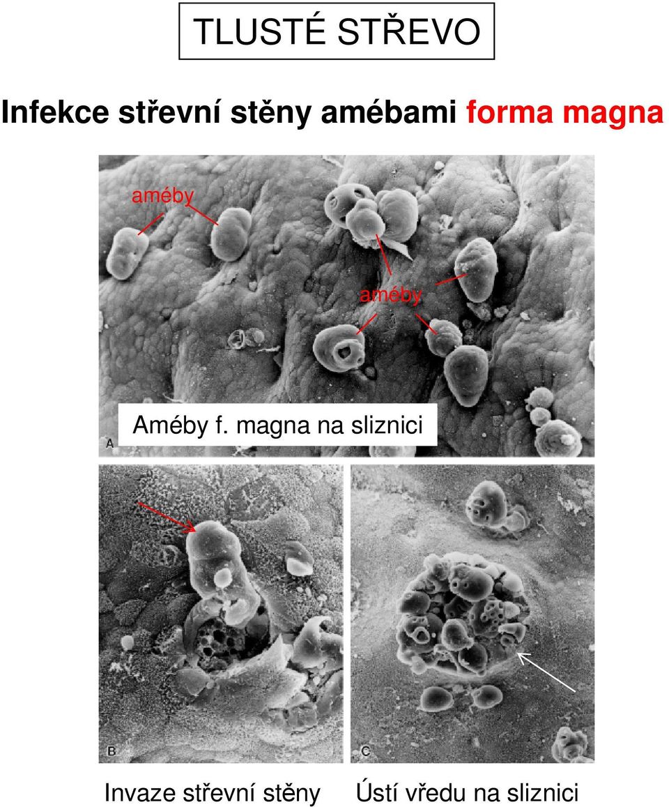 améby Améby f.