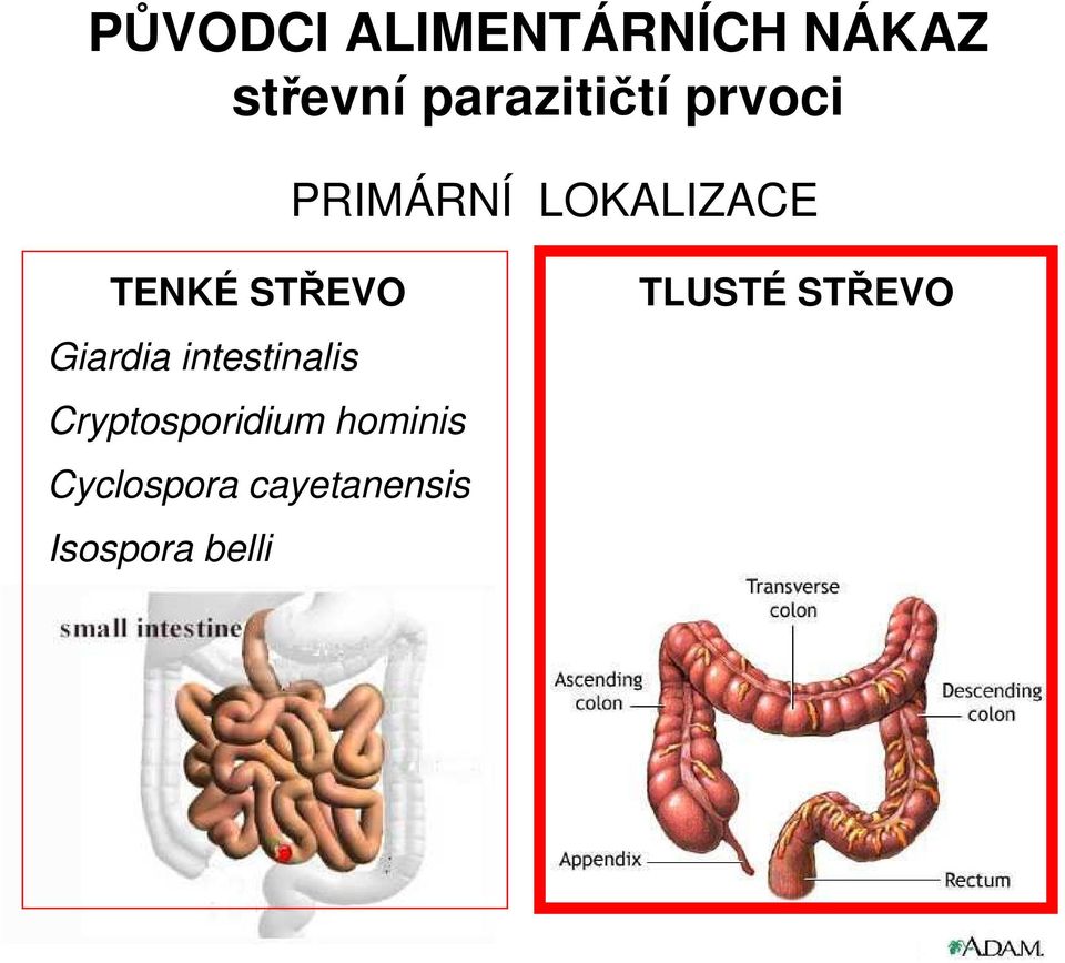 STŘEVO Giardia intestinalis Cryptosporidium