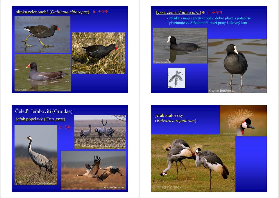 mezi prsty kožovitý lem Čeleď: Jeřábovití (Gruidae) jeřáb popelavý (Grus grus) h.