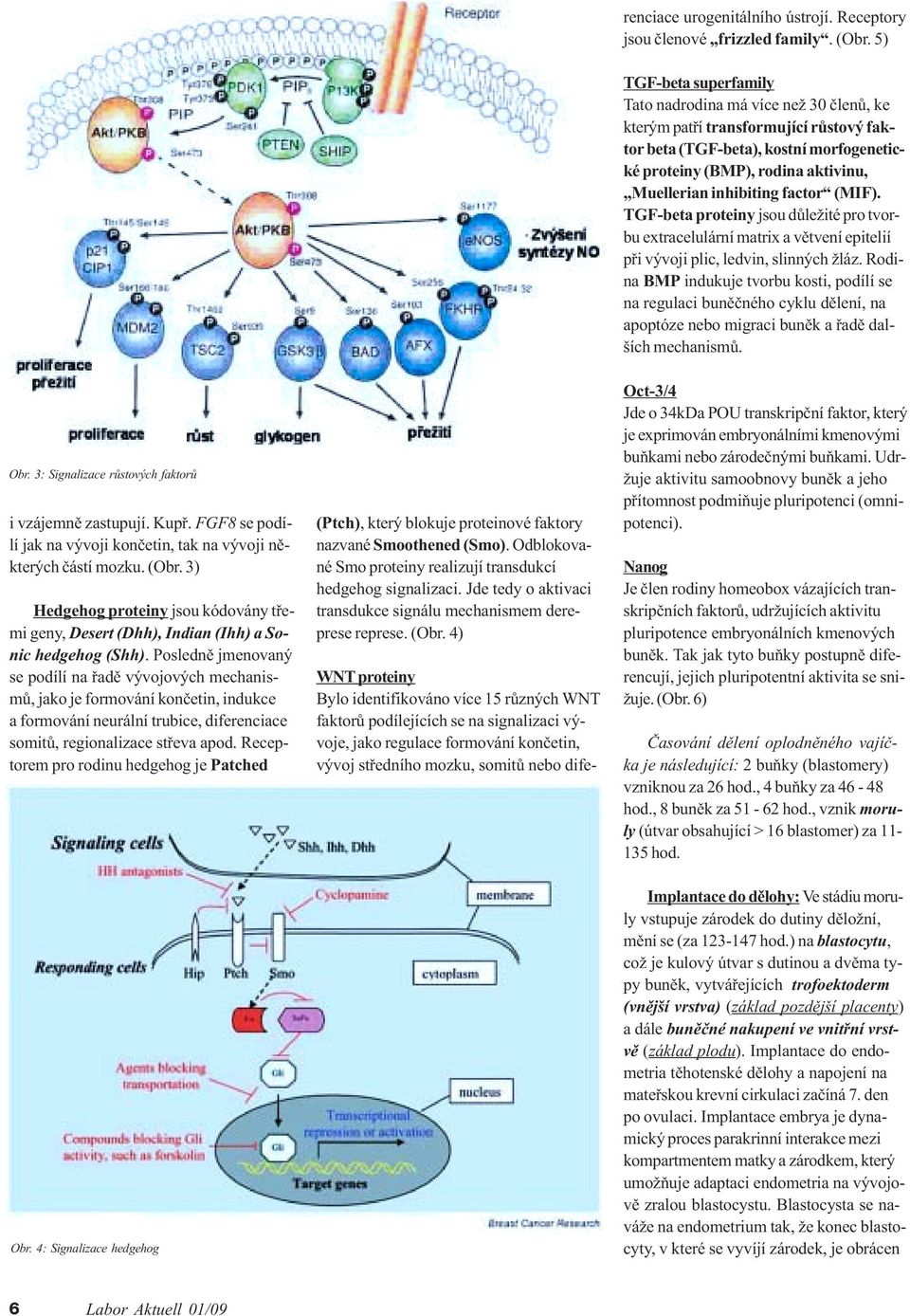 inhibiting factor (MI ). TG -beta proteiny jsou dùležité pro tvorbu extracelulární matrix a vìtvení epitelií pøi vývoji plic, ledvin, slinných žláz.