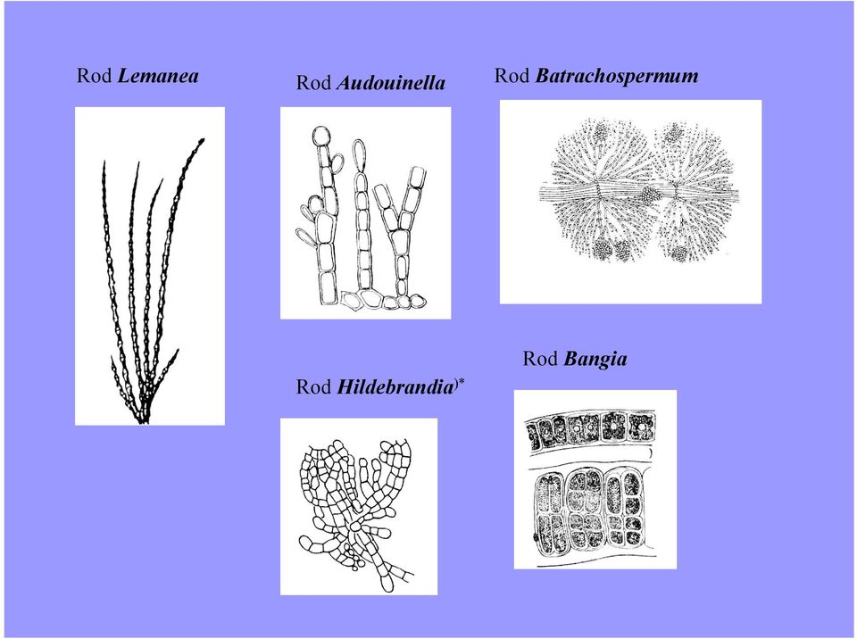 Batrachospermum Rod