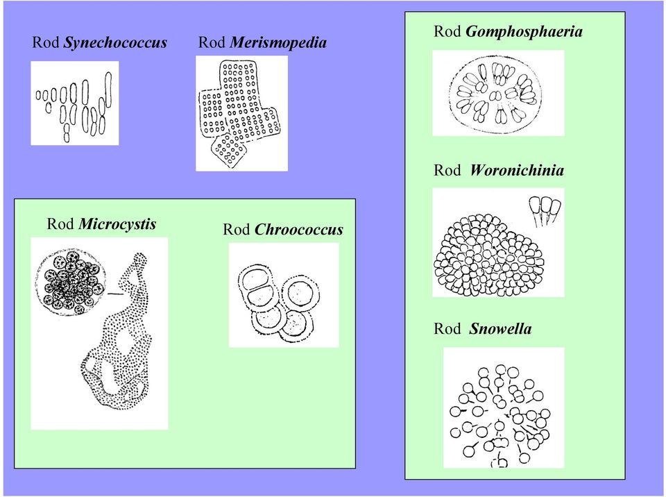 Gomphosphaeria Rod