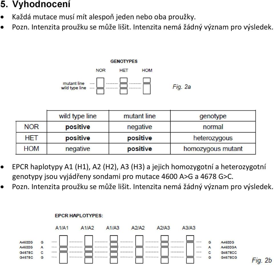 EPCR haplotypy A1 (H1), A2 (H2), A3 (H3) a jejich homozygotní a heterozygotní genotypy jsou