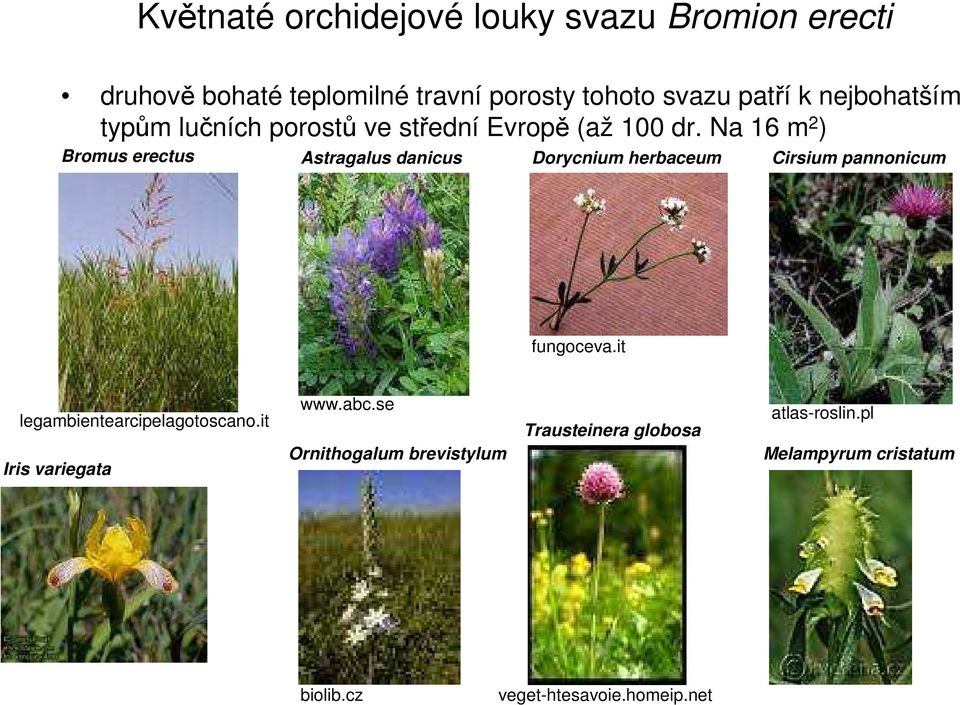 Na 16 m 2 ) Bromus erectus Astragalus danicus Dorycnium herbaceum Cirsium pannonicum fungoceva.