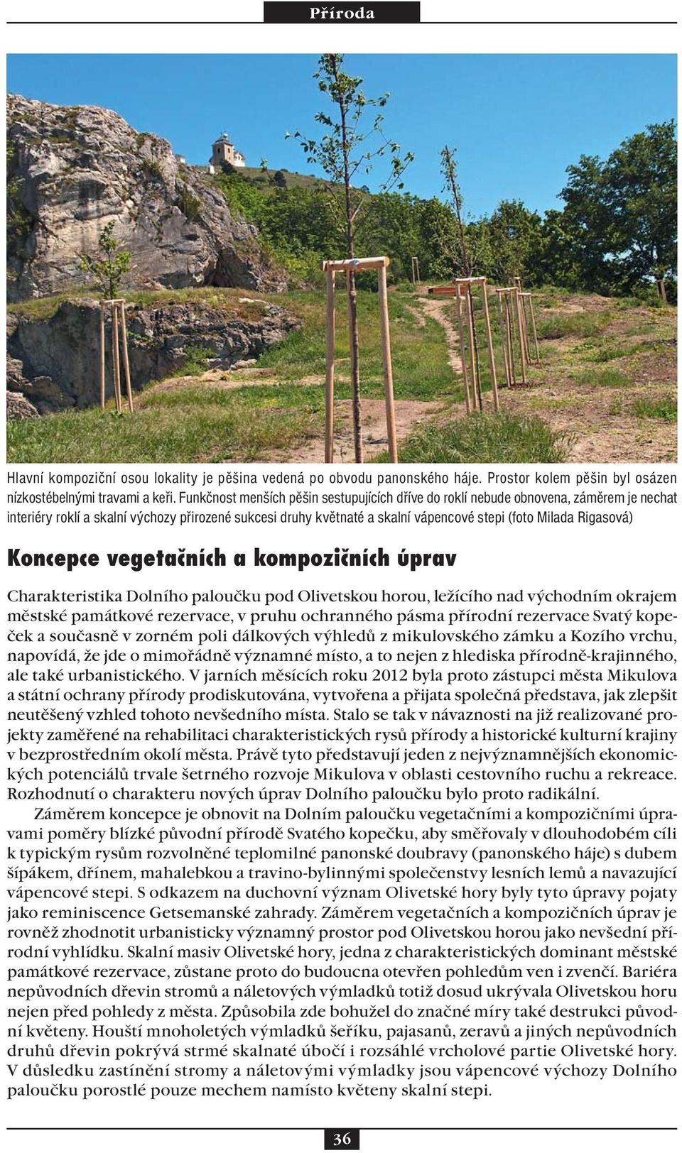 Rigasová) Koncepce vegetačních a kompozičních úprav Charakteristika Dolního paloučku pod Olivetskou horou, ležícího nad východním okrajem městské památkové rezervace, v pruhu ochranného pásma