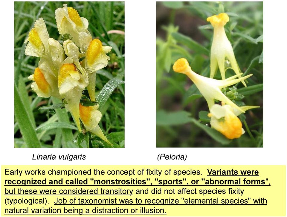 these were considered transitory and did not affect species fixity (typological).