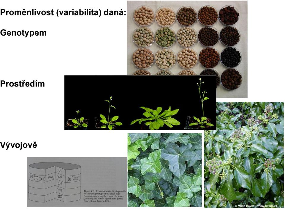 daná: Genotypem