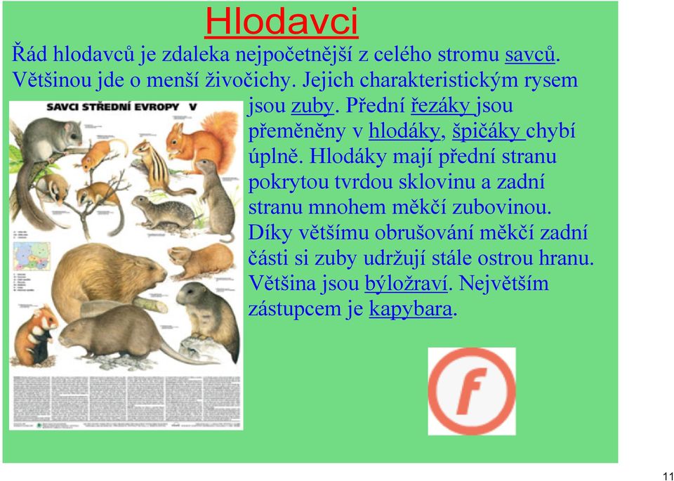 Hlodáky mají přední stranu pokrytou tvrdou sklovinu a zadní stranu mnohem měkčí zubovinou.