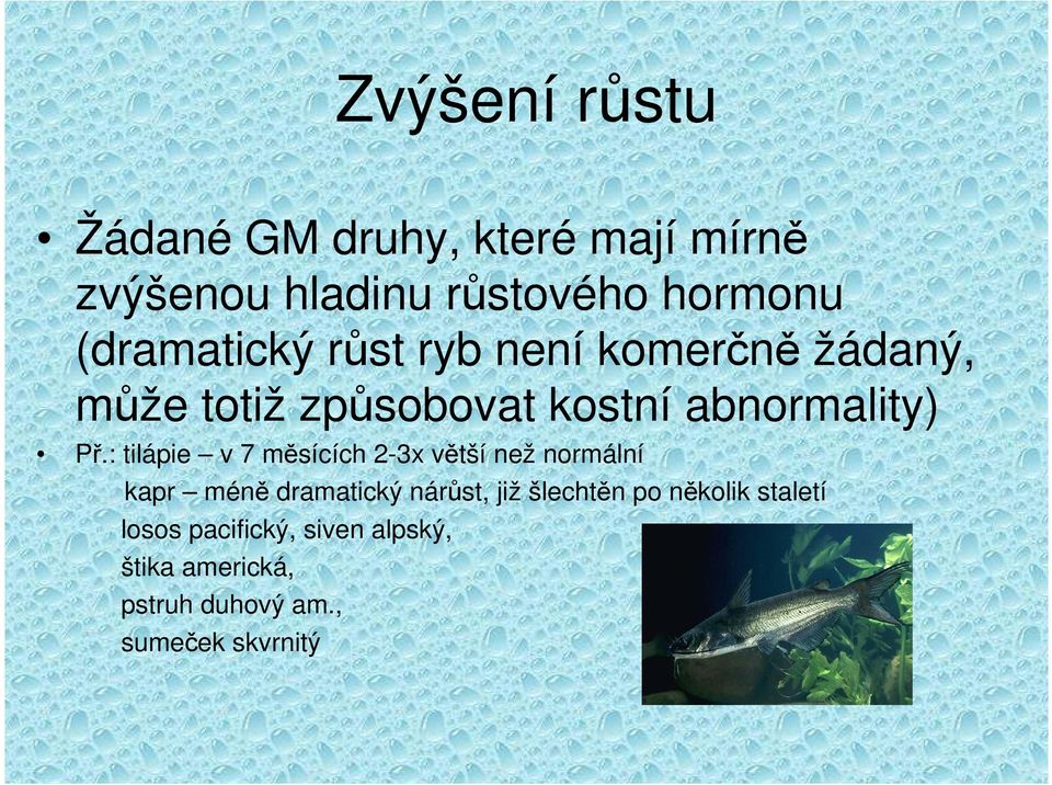 : tilápie v 7 měsících 2-3x větší než normální kapr méně dramatický nárůst, již šlechtěn