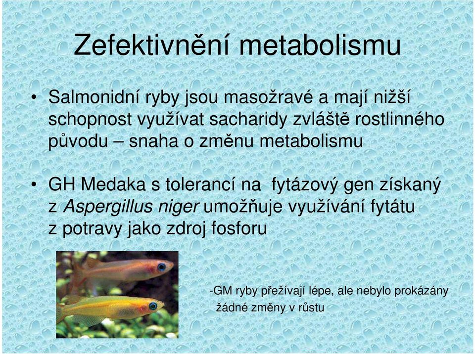 tolerancí na fytázový gen získaný z Aspergillus niger umožňuje využívání fytátu z
