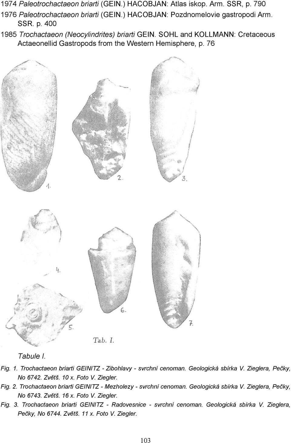 Zieglera, Pečky, No 6742. Zvětš. 10 x. Foto V. Ziegler. Fig. 2. Trochactaeon briarti GEINITZ - Mezholezy - svrchní cenoman. Geologická sbírka V. Zieglera, Pečky, No 6743. Zvětš. 16 x.