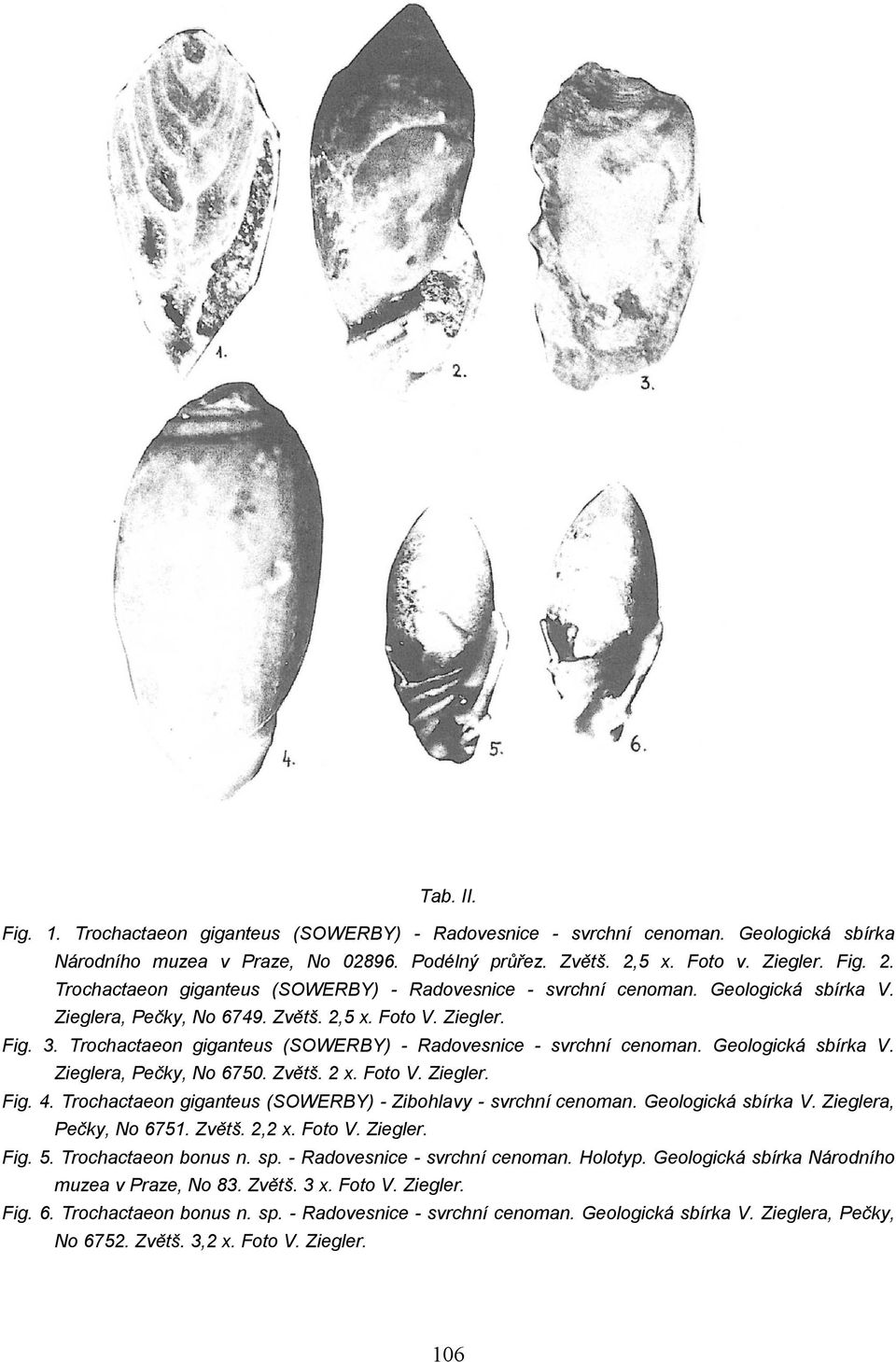 Trochactaeon giganteus (SOWERBY) - Radovesnice - svrchní cenoman. Geologická sbírka V. Zieglera, Pečky, No 6750. Zvětš. 2 x. Foto V. Ziegler. Fig. 4.