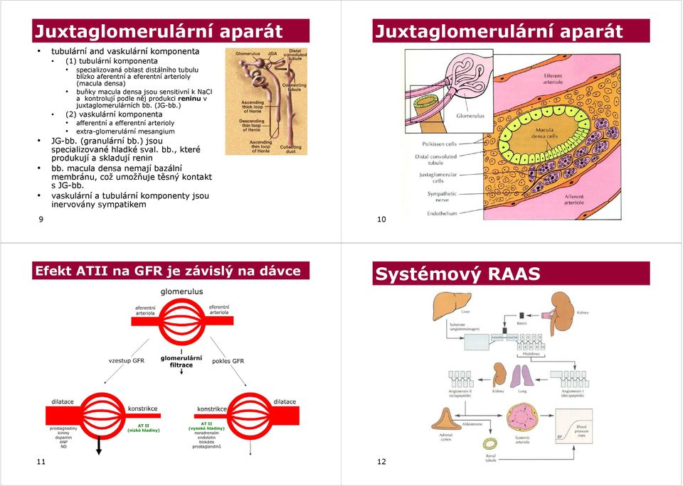 ) (2) vaskulární komponenta afferentní a efferentní arterioly extra-glomerulární mesangium JG-bb. (granulární bb.) jsou specializované hladké sval. bb., které produkují a skladují renin bb.