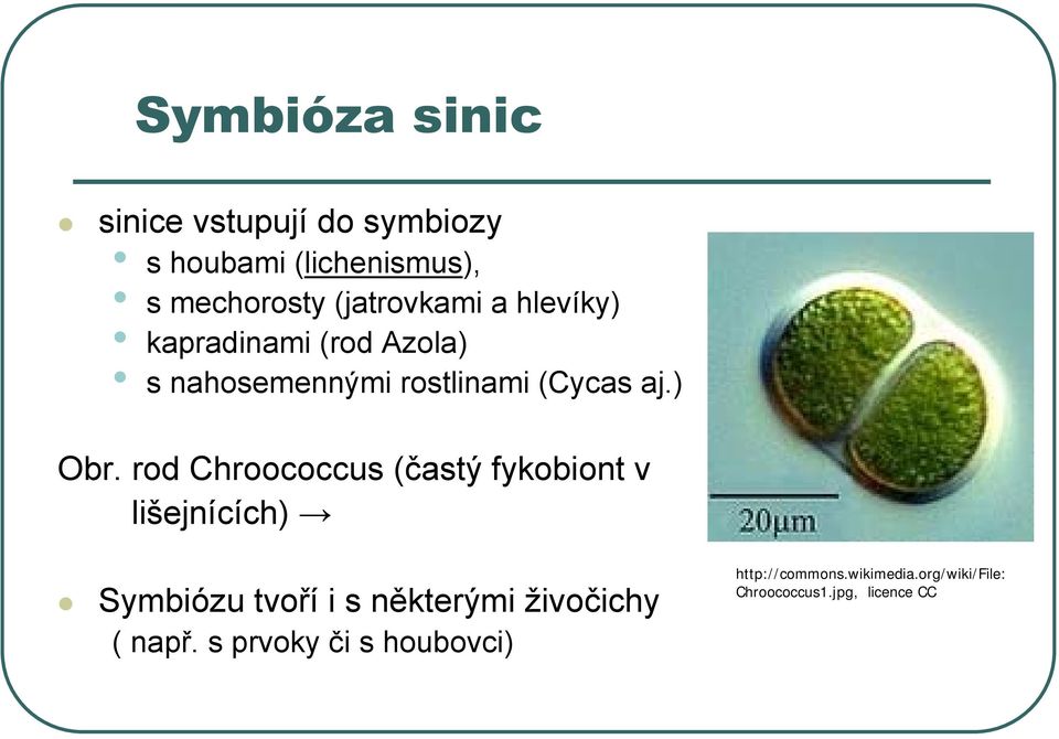 rod Chroococcus (častý fykobiont v lišejnících) Symbiózu tvoří i s některými živočichy (
